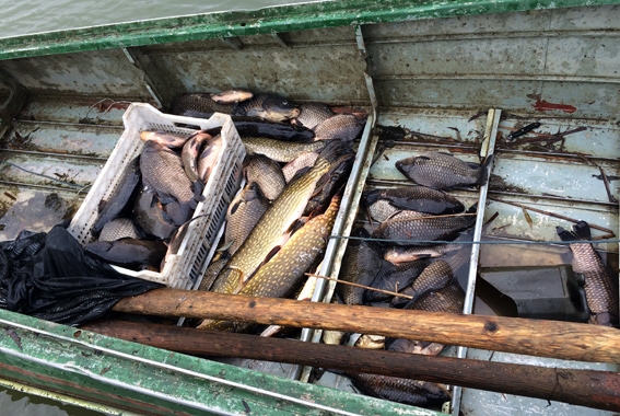 Более 50 нарушений вылова и продажи рыбы обнаружено за неделю