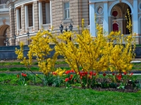 Центр Одессы превратился в цветущий рай ФОТО