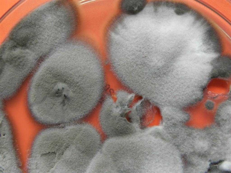 Одессу оккупирует грибок Cladosporium: рекордная перевалка зерна vs здоровья людей