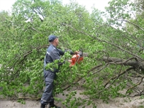 В Кодыме на машину «скорой» свалилось дерево