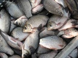 В Одесской области задержан браконьер, который пытался вывезти 75 кг рыбы