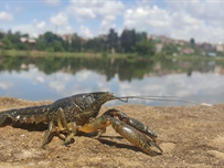   В Днестровских водоемах запретили ловить раков 