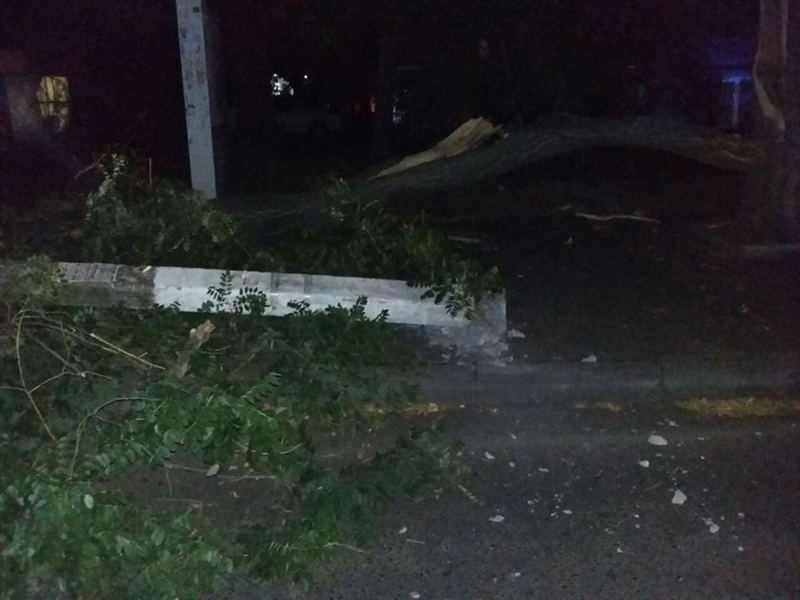 Под упавшее на Армейской дерево попали люди