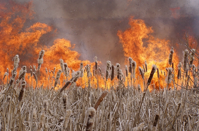 В Одесской области горит трава и камыш