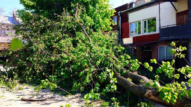 В Одессе ветер повалил два дерева: не ходят четыре троллейбуса