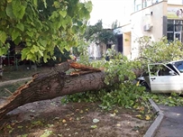 В Одессе на три машины рухнул огромный тополь