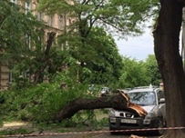 Днем в Одессе на проезжую часть упала ветка