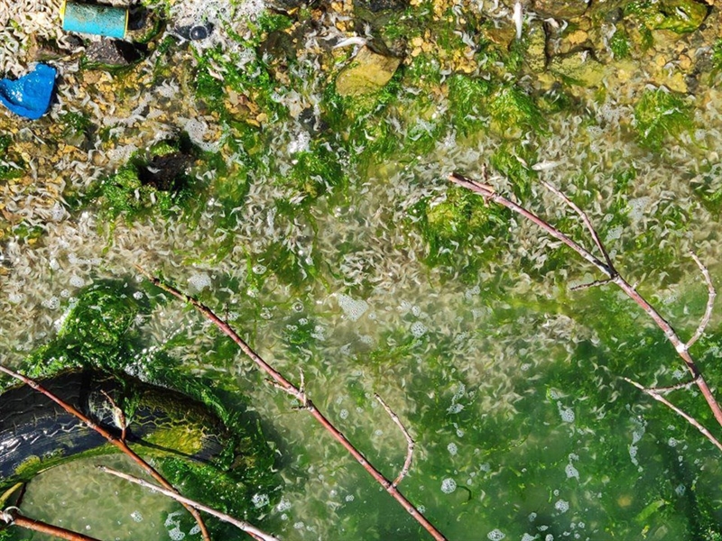 В Хаджибеевском лимане погибла масса креветок и несколько рыб 
