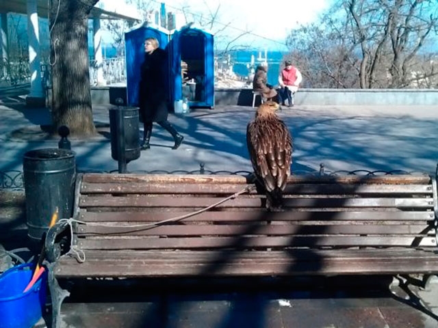 Одесские фотографы вернули себе арестованного орла