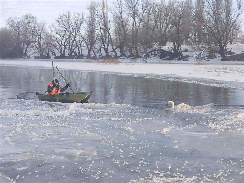 В Одесской области из ледяной ловушки спасли лебедя