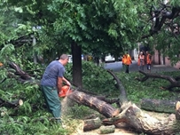 В Одессе во время урагана упало 63 дерева